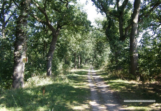 Dennenallee