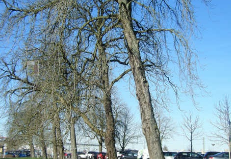 Kastanjelaan