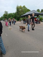 20250605 Avondvierdaagse  0552